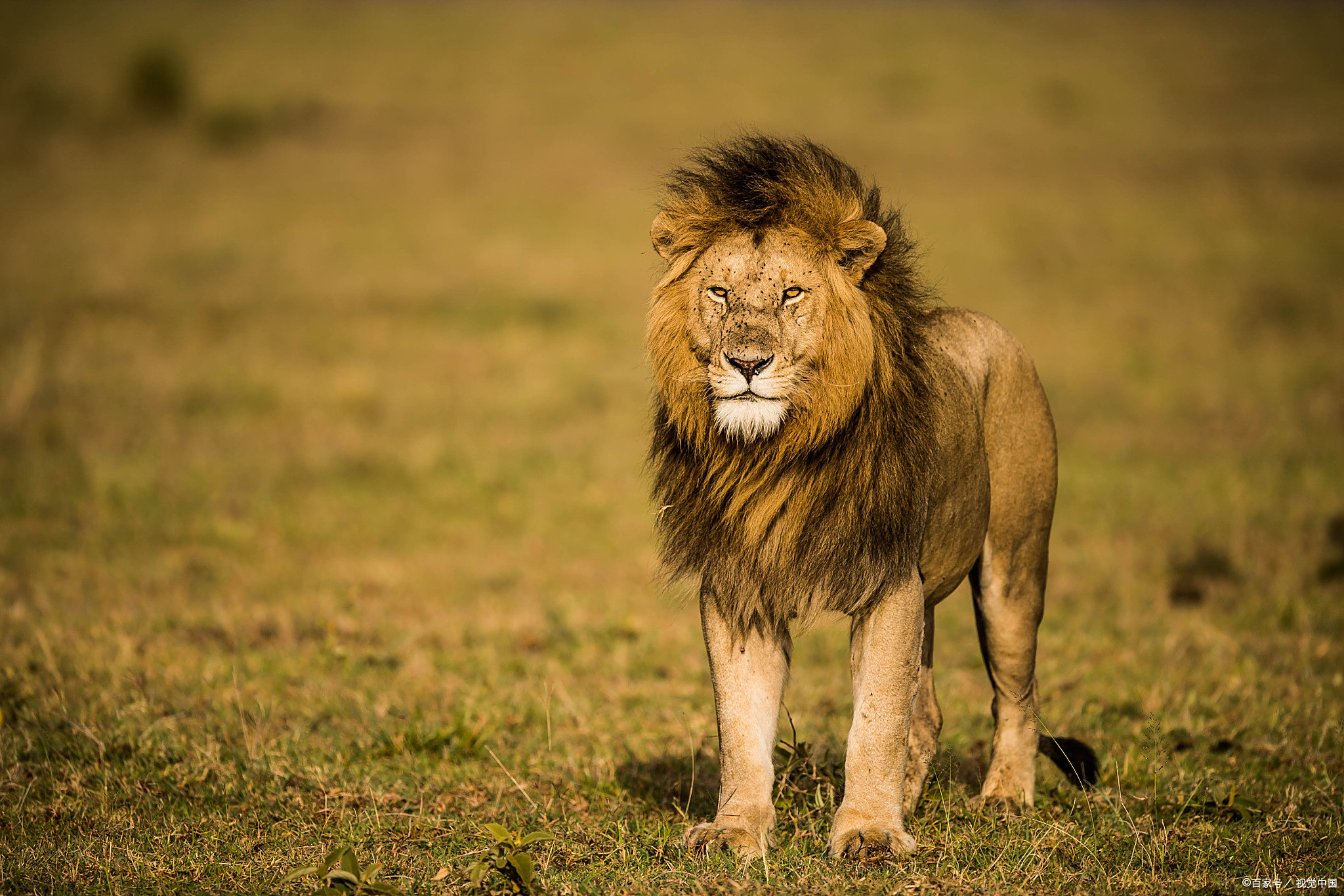金年会-荷甲今夜再迎强敌，多特蒙德造点机会，主帅态度：震撼外界，更衣室氛围转暖(多特蒙德主场)